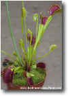 Dionaea muscipula "all red trap".